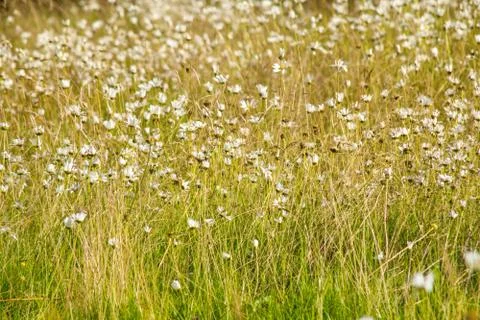 Meadow of wilde daisies Stock Photos