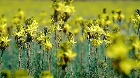 Meadow with wildflowers Stock Footage