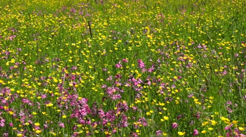 Meadow with wildflowers Stock Footage 24948851