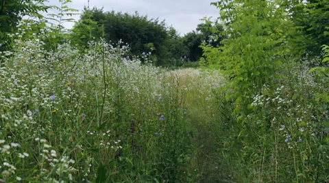 Meadow of wildflowers Stock Footage 53586850