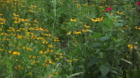 Meadow of Wildflowers Stock Footage 136392301