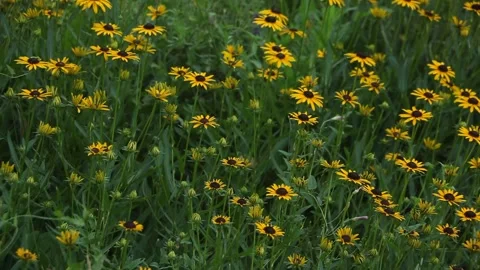 Meadow of Wildflowers Stock Footage 136392315