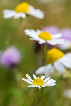 Meadow of wildflowers Stock Photos
