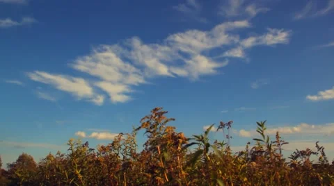 Meadow in the wind Stock-Footage 45224878