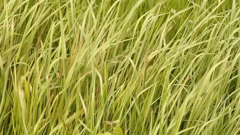 Meadow with the wind Stock Footage 97374904