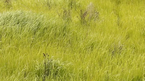 Meadow with the wind Stock Footage 97374975
