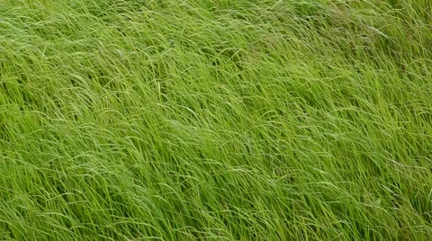 Meadow in wind. HD Stock Footage 43527350