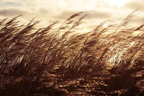 Meadow in the wind Stockfoto's