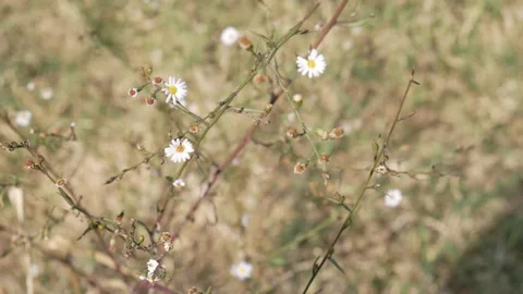 Meadow in the Winter Stock Footage 224584159