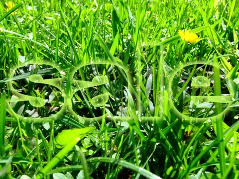 Meadow with a word  Stock Photos