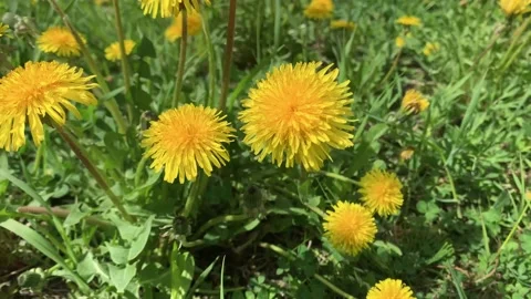 A meadow of yellow dandelions in early spring. Dandelion is a well-known plant Video stock 154545587