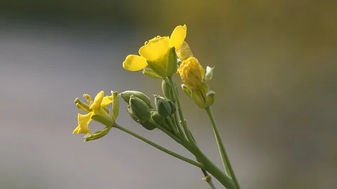 Meadow yellow flower close-up Stock Footage 125916976