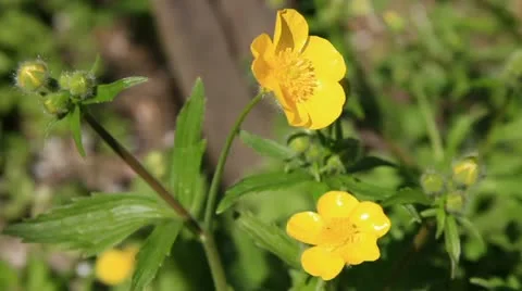 Meadow yellow flowers close-up Video stock 10841471