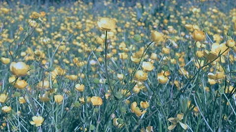 Meadow with yellow flowers during spring Stock Footage 129574320