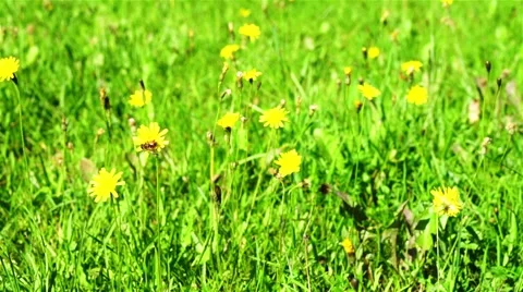 Meadow With Yellow Flowers Stock Footage 44669900
