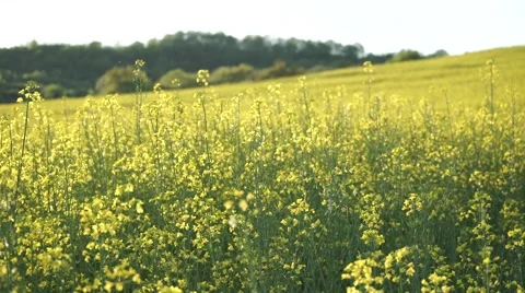 Meadow of yellow flowers 스톡 동영상 49346213
