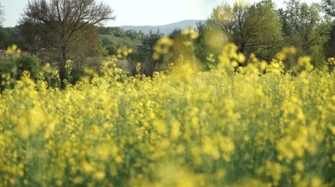 Meadow of yellow flowers Stock Footage 49346214