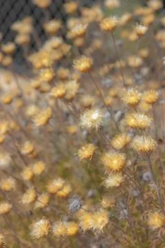 Meadow with yellow flowers Stock Photos
