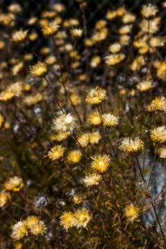 Meadow with yellow flowers Stock Photos