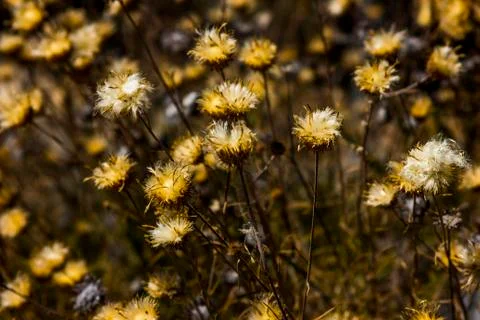 Meadow with yellow flowers Stock Photos
