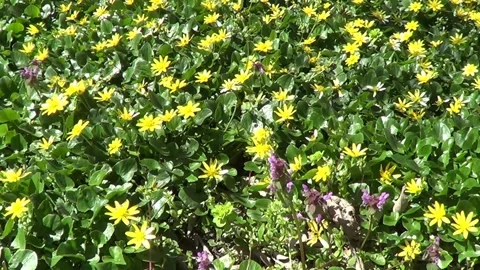 Meadow with yellowcups (buttercups) Stock Footage 238769871