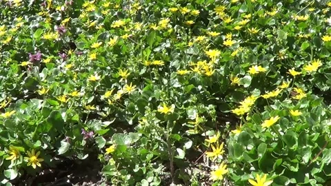 Meadow with yellowcups (buttercups) Stock Footage 238769996