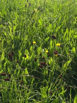 MEADOWFLOWERS Stock Photos