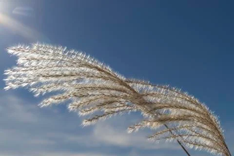 Meadowgrasses Stock Photos