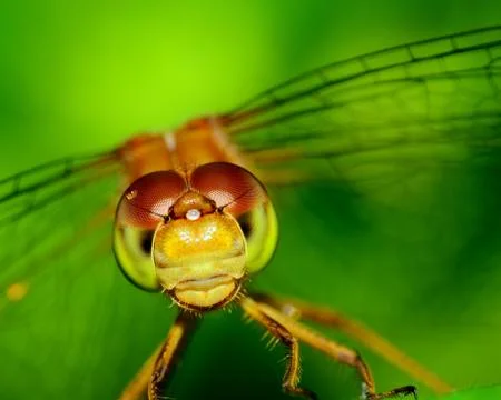 Meadowhawk dragonfly Foto stock
