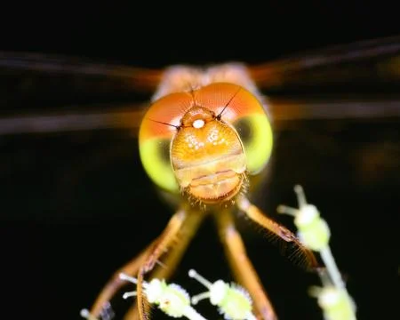 Meadowhawk dragonfly Stock Photos
