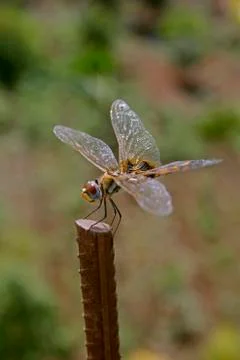 Meadowhawk dragonfly Stock Photos