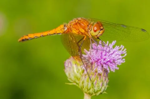 Meadowhawk dragonfly Stock Photos