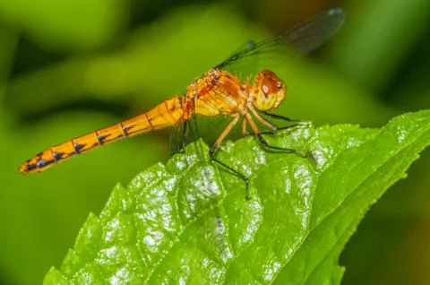 Meadowhawk dragonfly Stock Photos