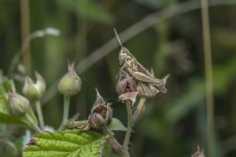 Meadowhopper (Pseudochorthippus parallelus), close-up in its natural habita.. Stock Photos