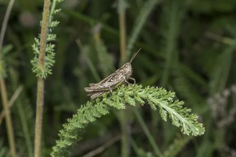 Meadowhopper (Pseudochorthippus parallelus), close-up in its natural habita.. Foto stock