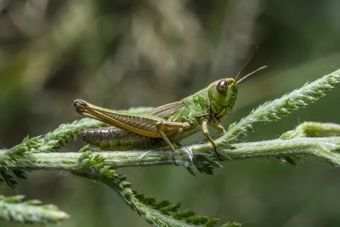 Meadowhopper (Pseudochorthippus parallelus), close-up in its natural habita.. Stock Photos