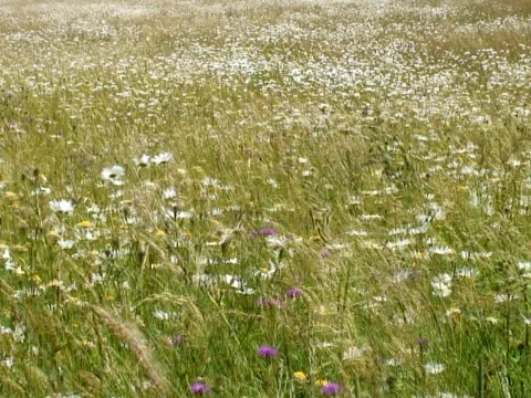 Meadowland Video stock 490184