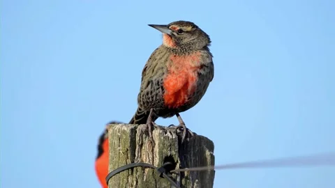 The meadowlark bird Video stock 203830069