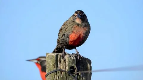 The meadowlark bird. Stock Photos