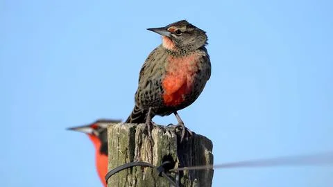 The meadowlark bird. Stock Photos