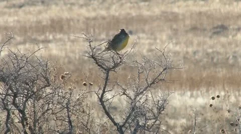 Meadowlark Stock Footage 11626924