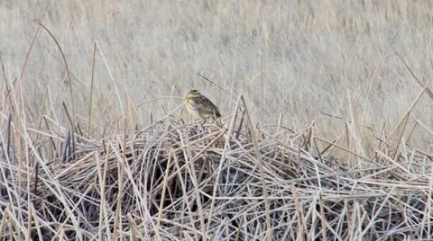 Meadowlark Stock Footage 21880766