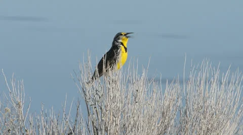 Meadowlark Stock Footage 22574848