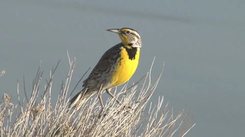 Meadowlark Stock Footage 32206691
