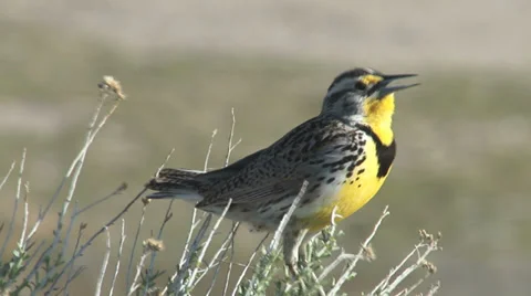 Meadowlark Stock Footage 32207297