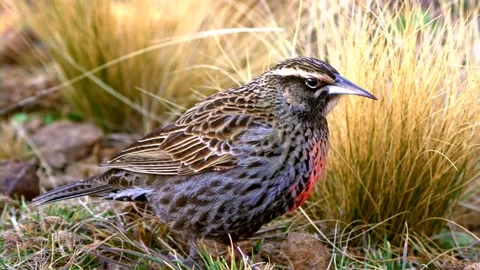 The meadowlark (Meadowlark) Video stock 203842011