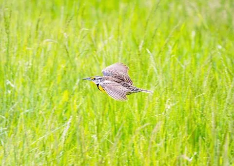 Meadowlark Stockfoto's