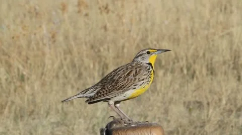 Meadowlark sits on a post Stock-Footage 10887809