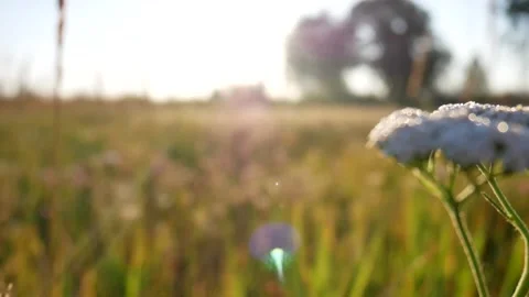 MeadowMorning Stock Footage 145090596