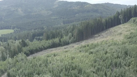Meadows and forest at midday in Central Europe – aerial view by drone Stock Footage 114450724
